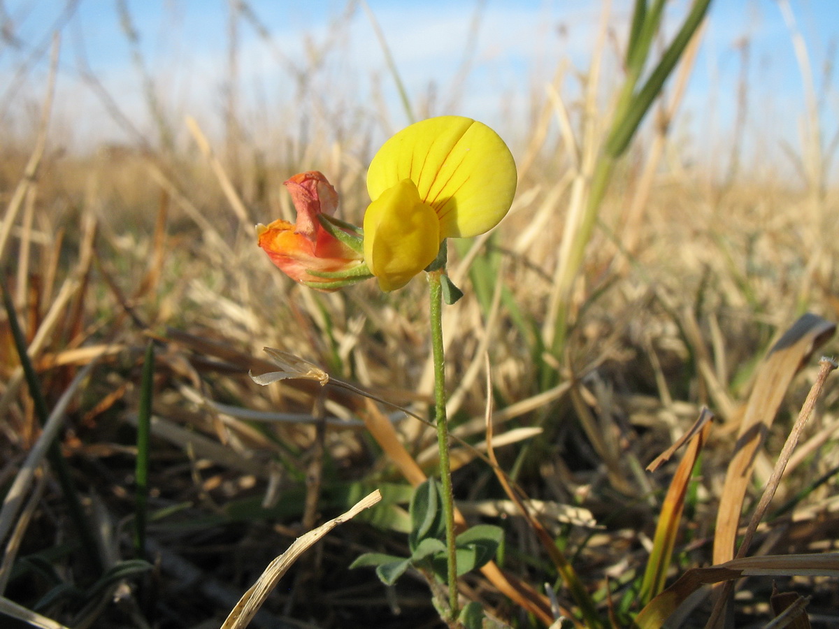 Image of Lotus sergievskiae specimen.