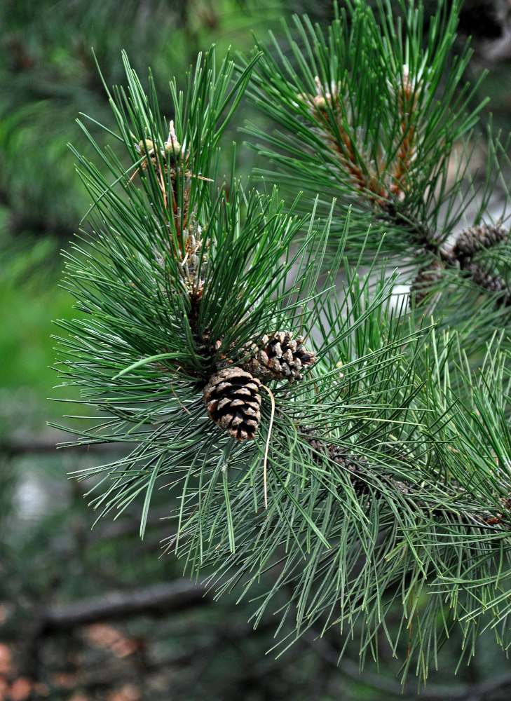 Изображение особи род Pinus.