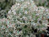 Cladonia stellaris