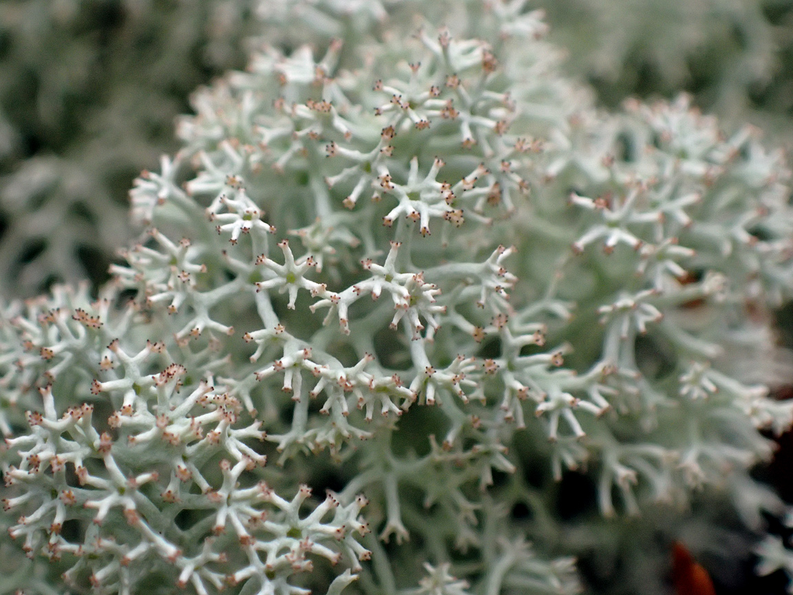 Image of Cladonia stellaris specimen.