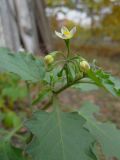 Solanum nigrum