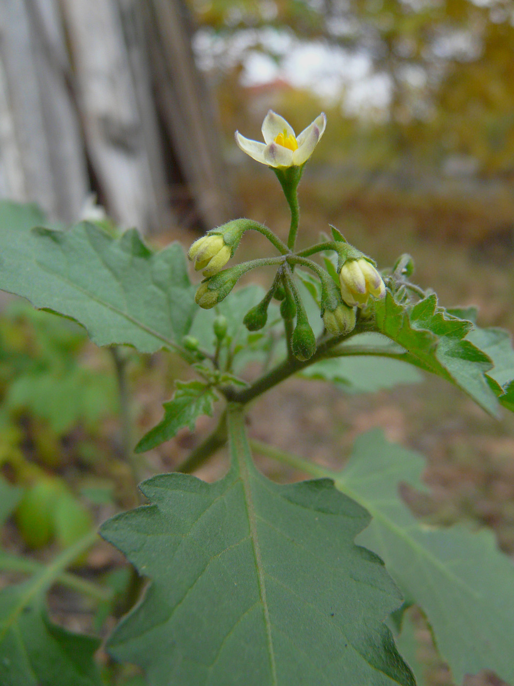 Изображение особи Solanum nigrum.