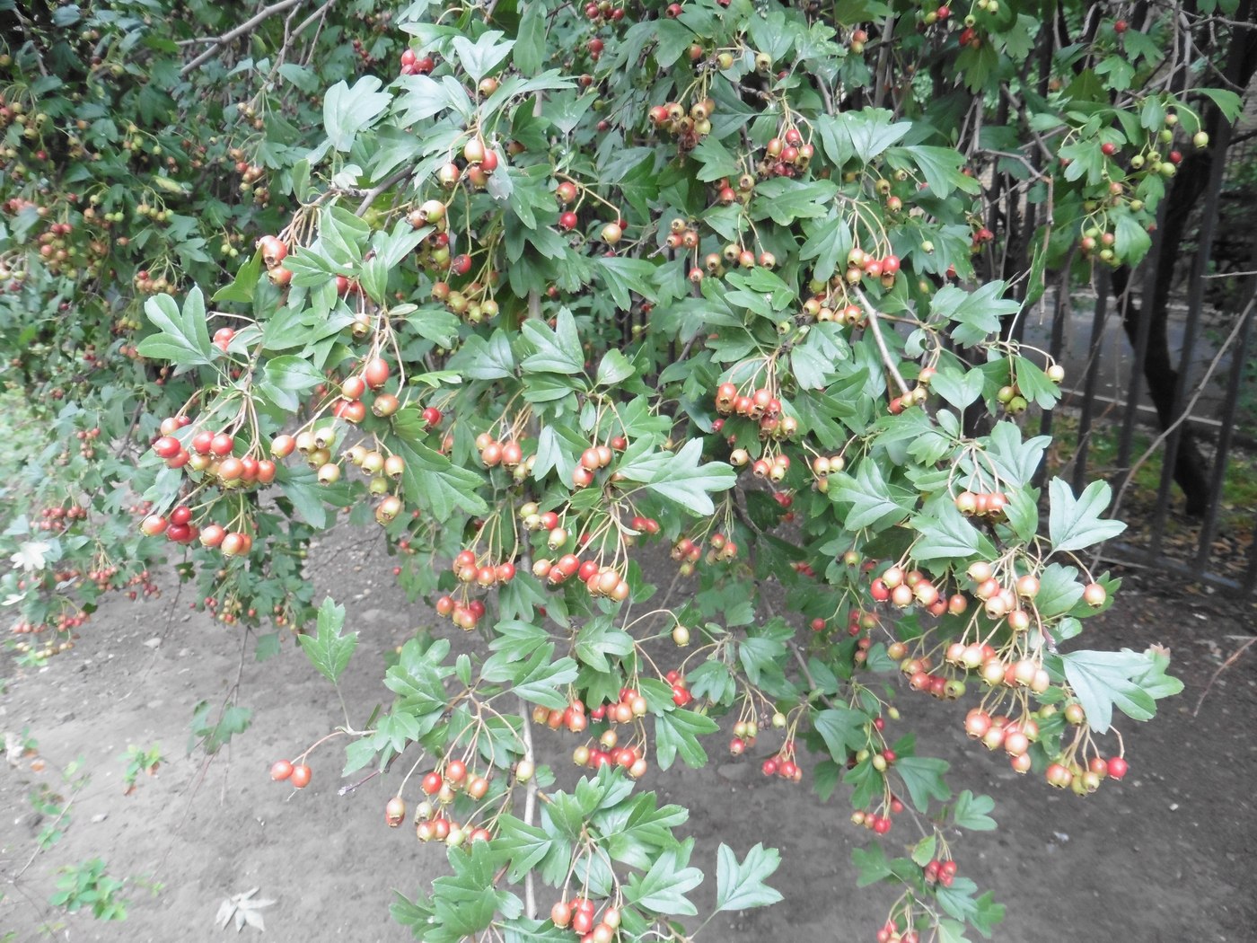 Изображение особи род Crataegus.