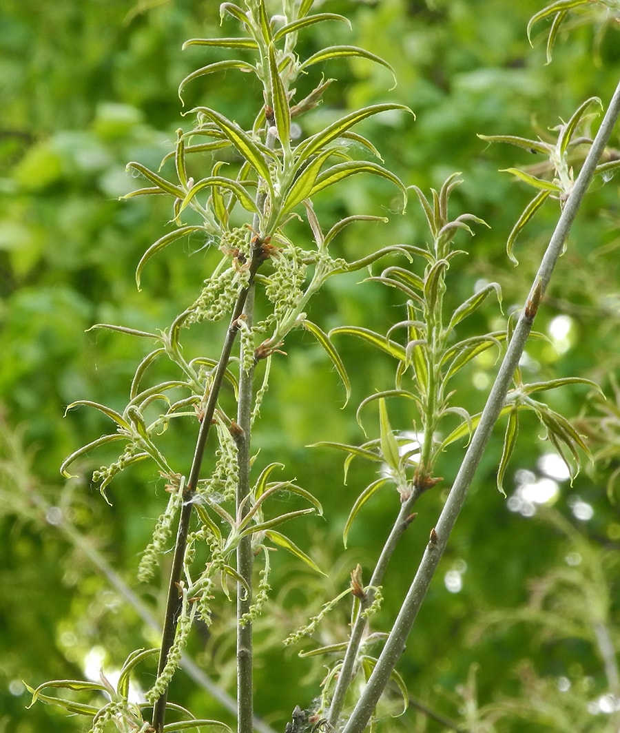 Изображение особи Quercus imbricaria.