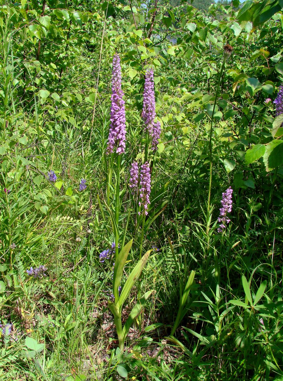 Изображение особи Gymnadenia conopsea.