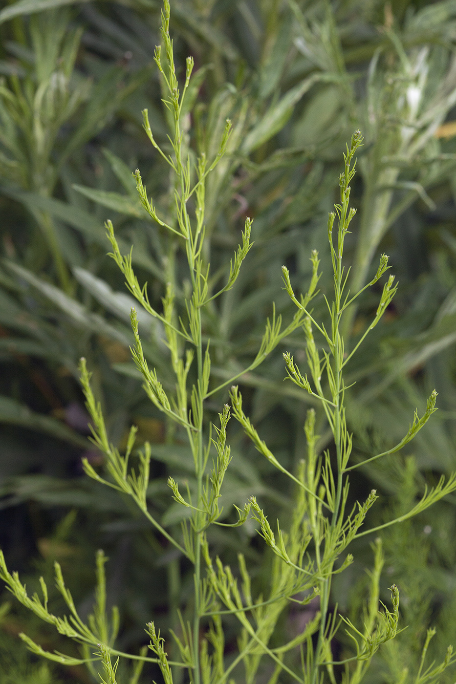 Image of Asparagus schoberioides specimen.