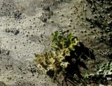 род Lobaria
