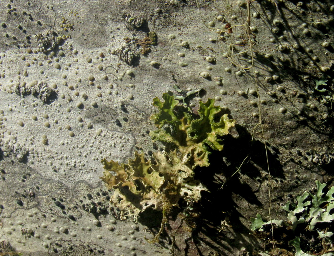 Image of genus Lobaria specimen.