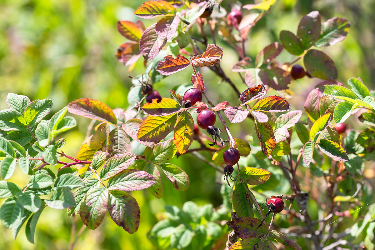 Image of genus Rosa specimen.