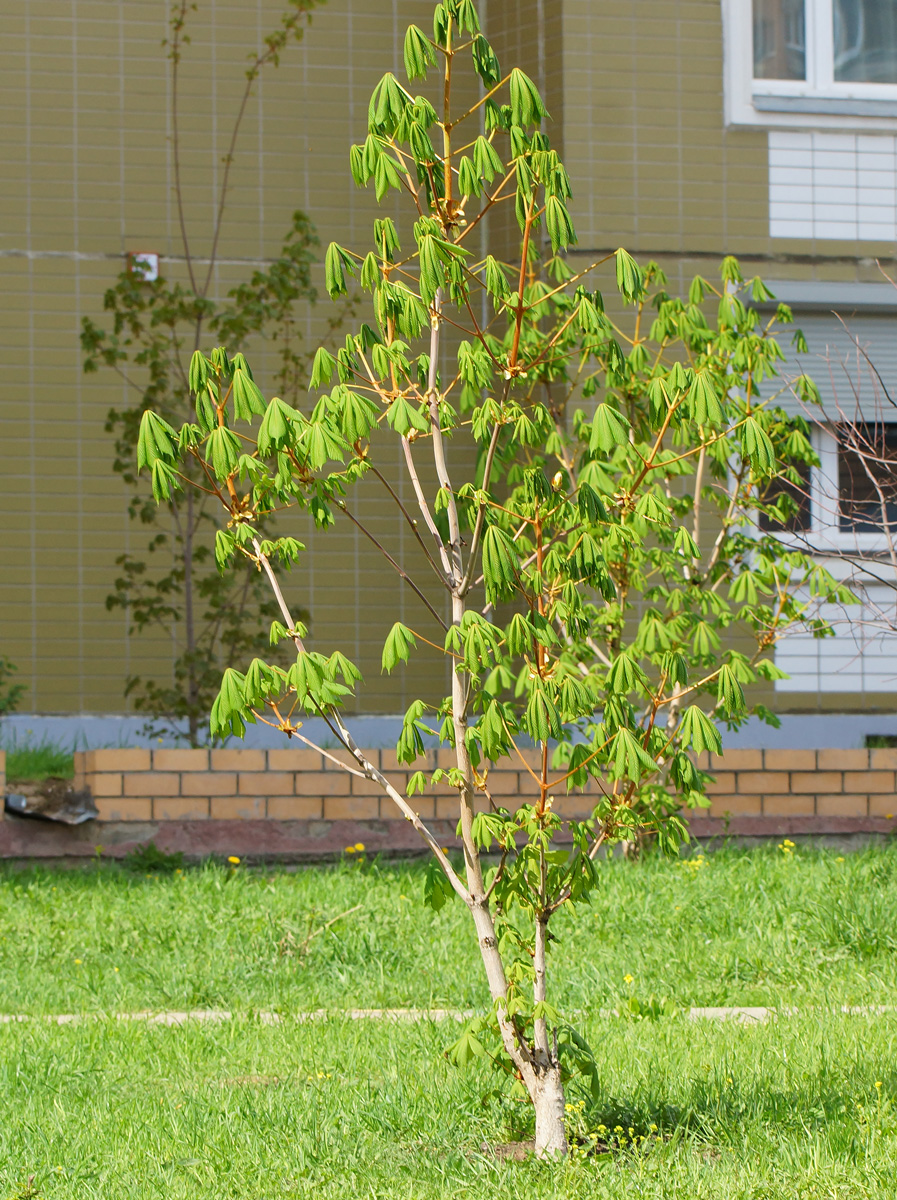 Изображение особи Aesculus hippocastanum.