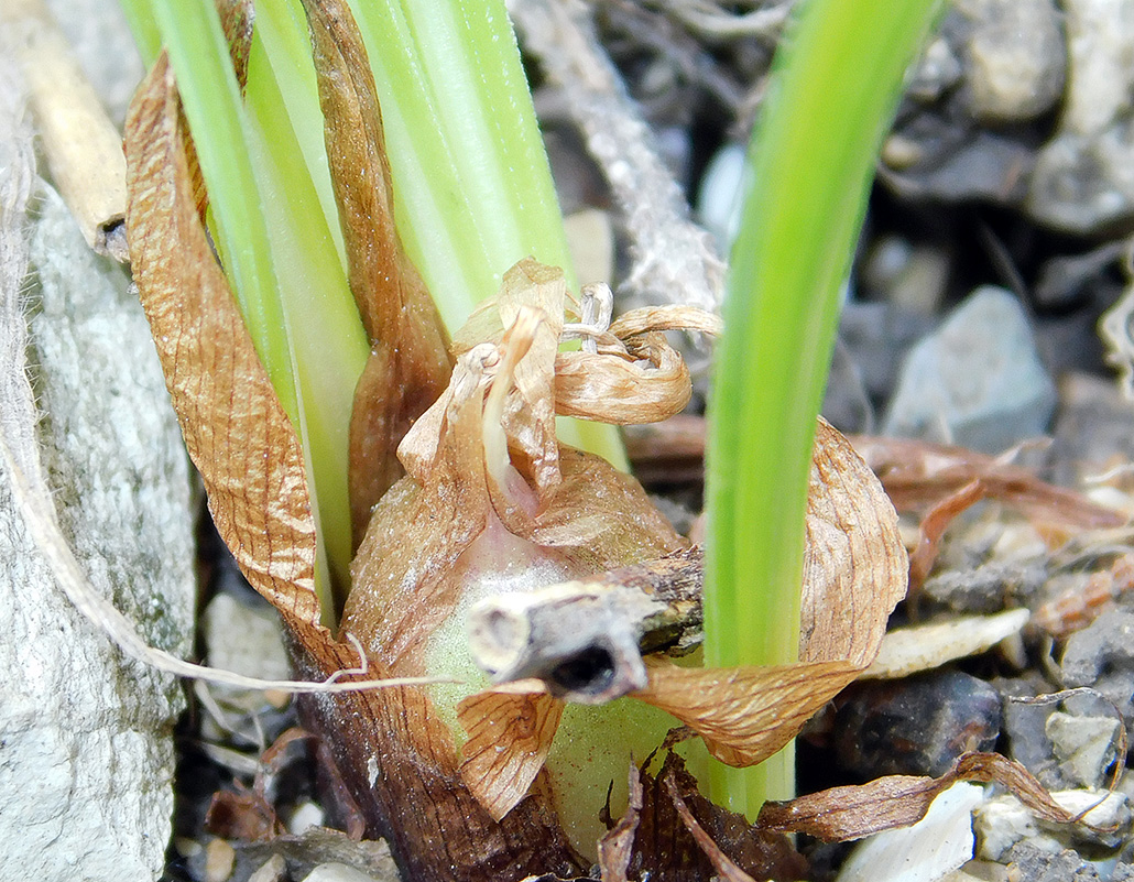 Изображение особи Crocus speciosus.