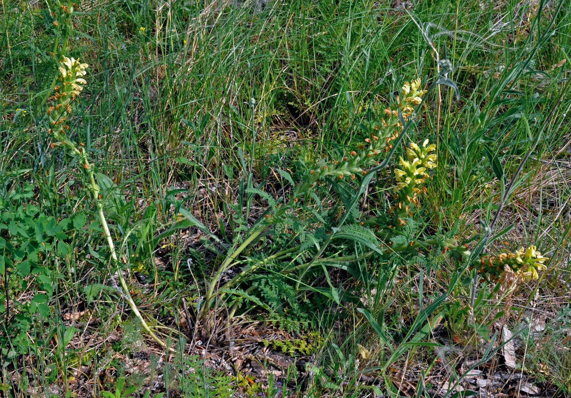 Image of Pedicularis kaufmannii specimen.