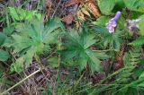 Aconitum septentrionale