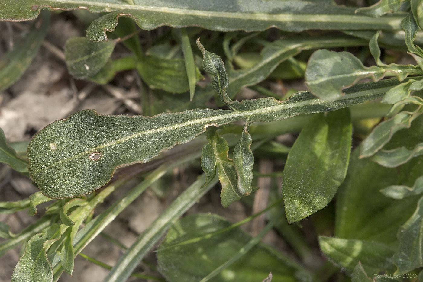 Image of Reseda lutea specimen.