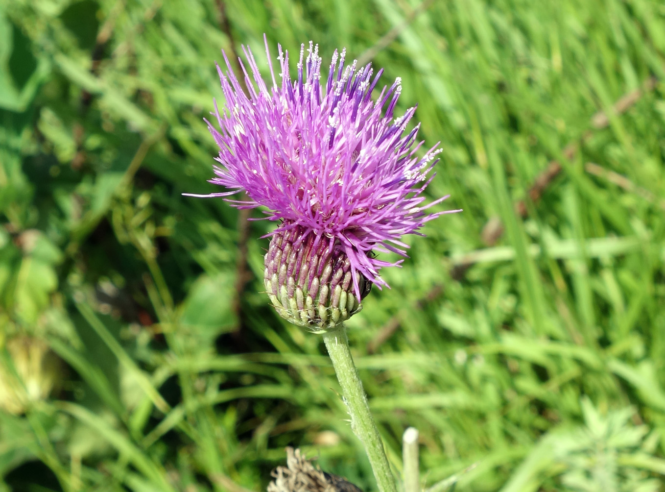 Изображение особи Cirsium maackii.