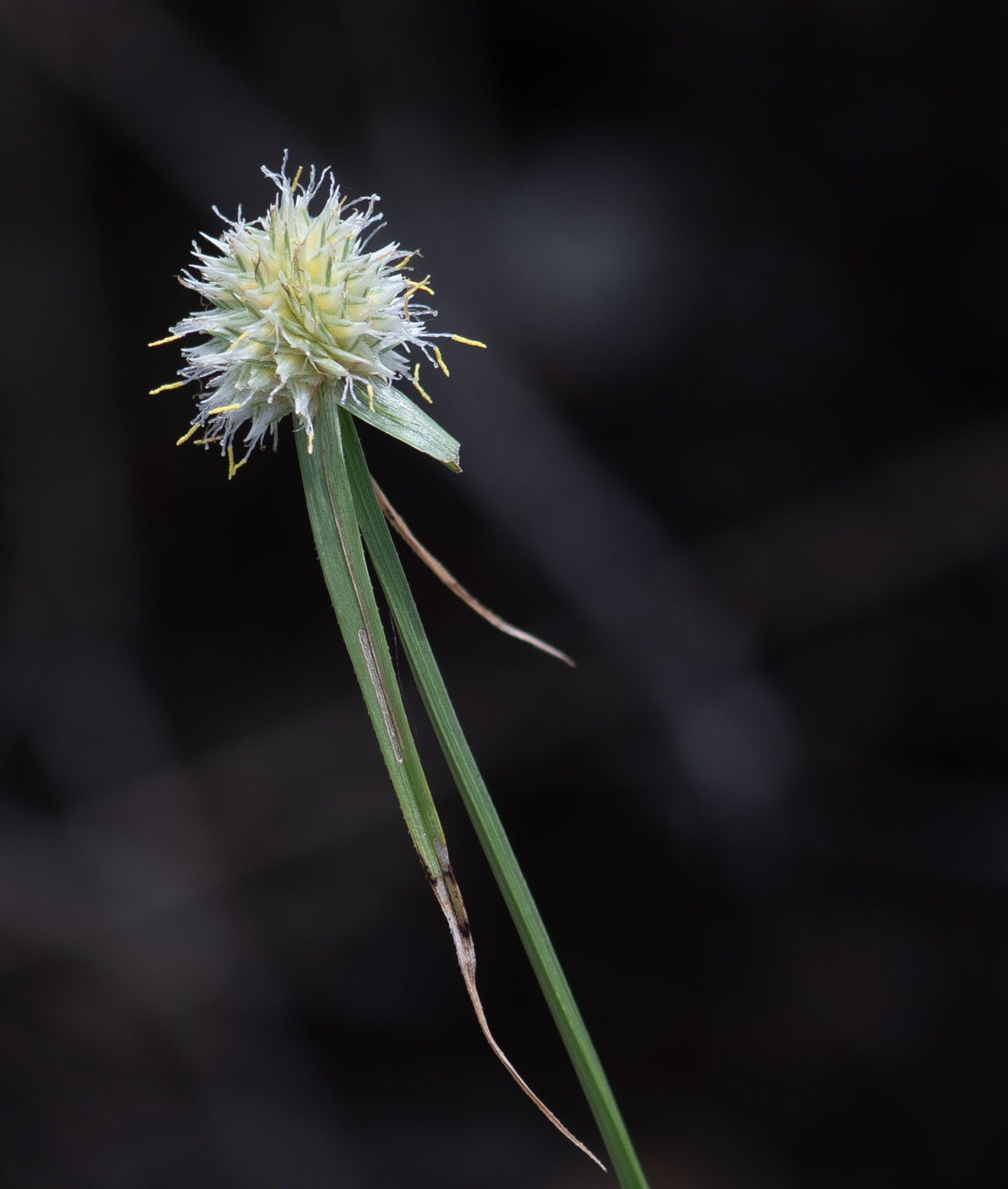 Image of Kyllinga alba specimen.