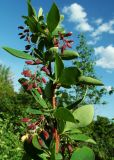 Berberis integerrima