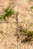 genus Festuca. Соцветие. Санкт-Петербург, Курортный р-н, пос. Тарховка, побережье Финского залива, на песке. 14.06.2020.