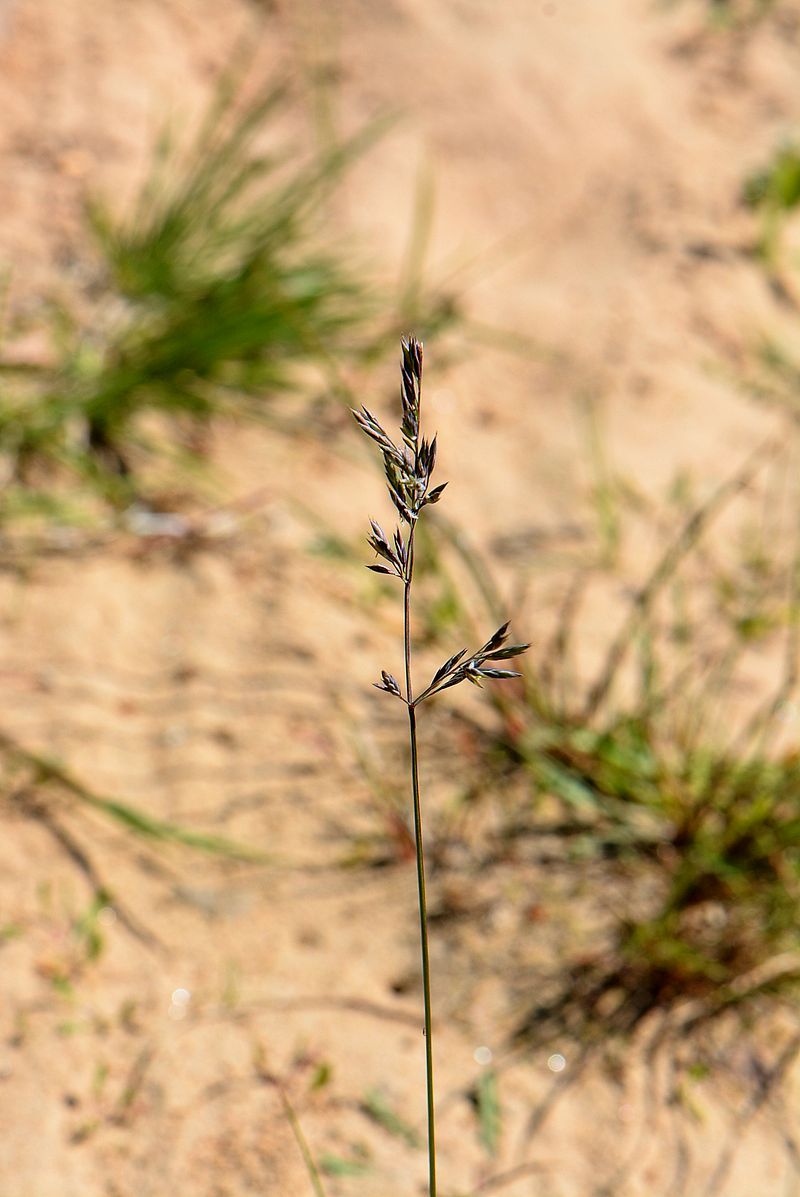 Изображение особи род Festuca.