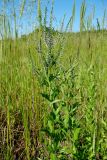 Veronica longifolia