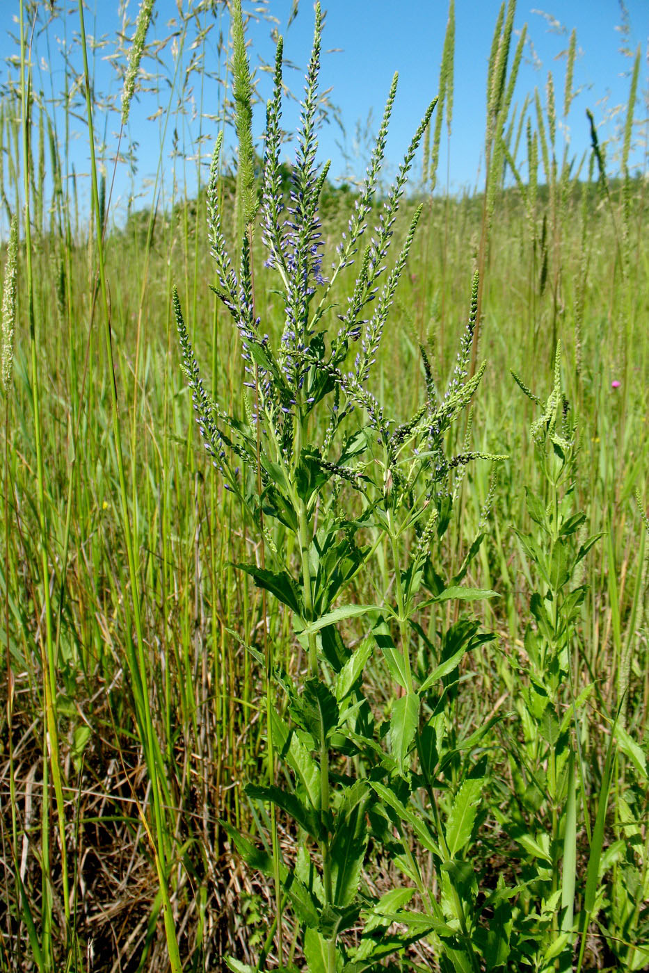 Image of Veronica longifolia specimen.