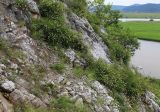 Hedysarum ussuriense. Цветущие растения. Приморский край, Партизанский р-н, гора Брат, известняковые скалы. 30.06.2020.