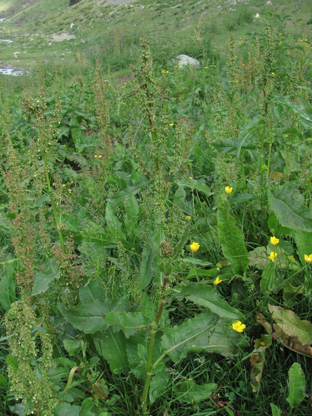 Изображение особи Rumex longifolius.