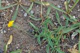 Erigeron cabulicus