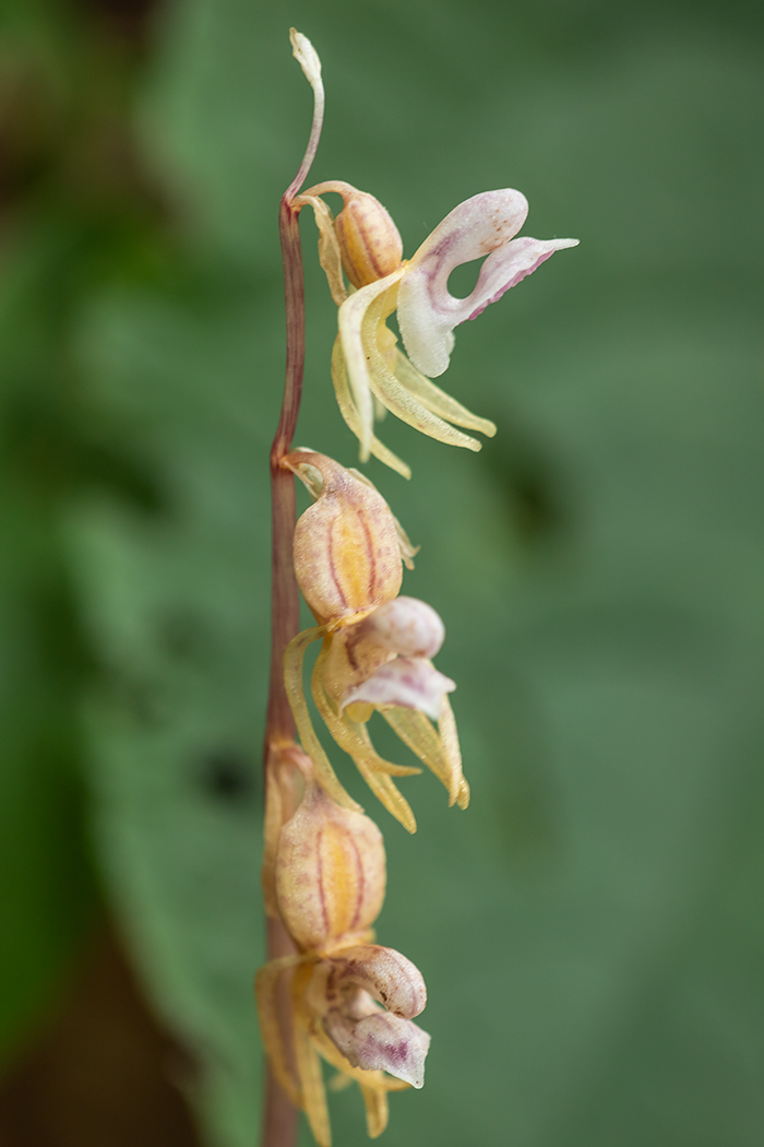 Image of Epipogium aphyllum specimen.