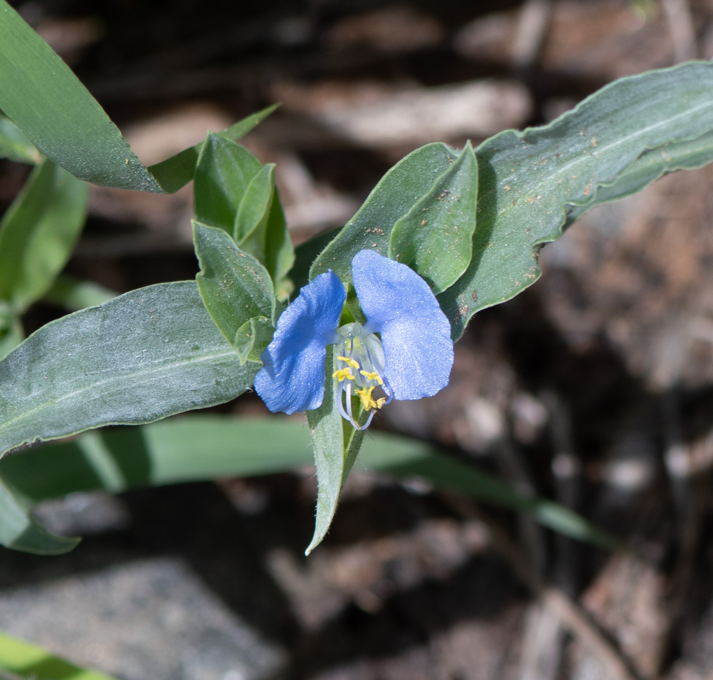 Изображение особи Commelina erecta ssp. livingstonii.