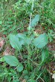 Eryngium planum