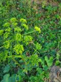 familia Apiaceae. Соцветия с кормящейся журчалкой. Молдова, Каларашский р-н, окр. с. Мындра, санаторий \"Кодру\", на аллее, под елью. 05.09.2020.