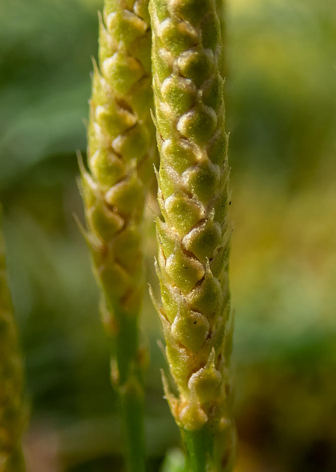 Image of Diphasiastrum complanatum specimen.