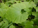 Doronicum carpaticum