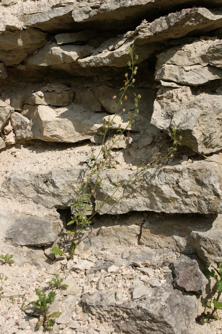 Image of Chaenorhinum minus specimen.