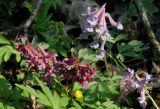 Corydalis solida