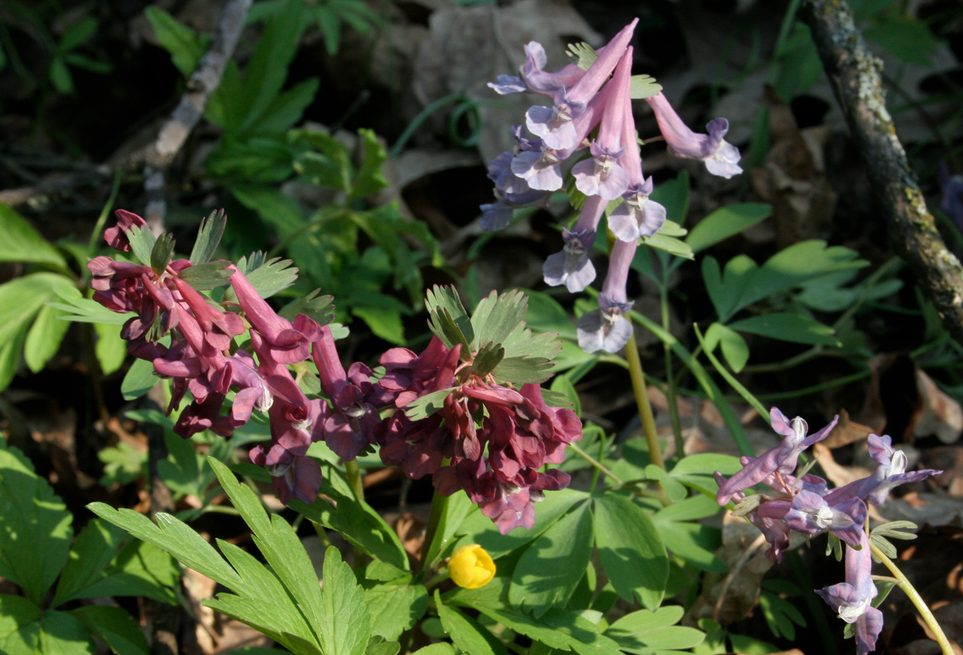 Изображение особи Corydalis solida.