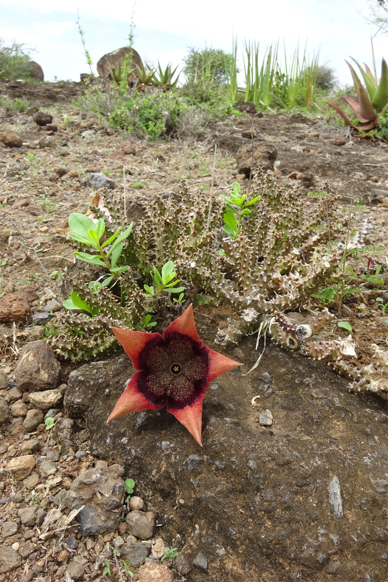 Изображение особи Edithcolea grandis.