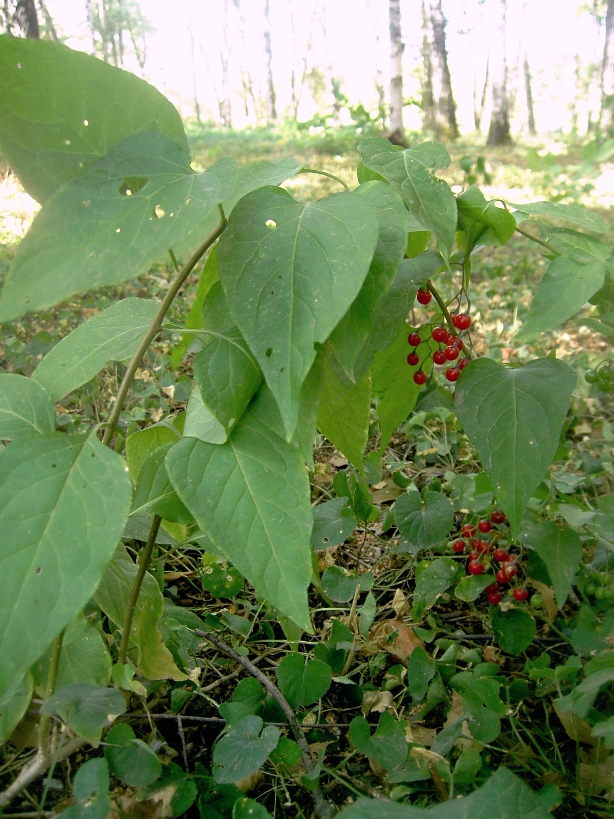 Image of Solanum kitagawae specimen.