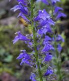 Lobelia siphilitica. Средняя часть цветущего побега с питающейся мухой-журчалкой. Санкт-Петербург, Ботанический сад БИН РАН, альпийская горка, в культуре. 09.09.2020.