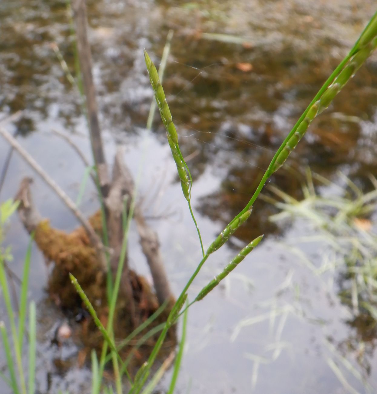 Image of Glyceria fluitans specimen.