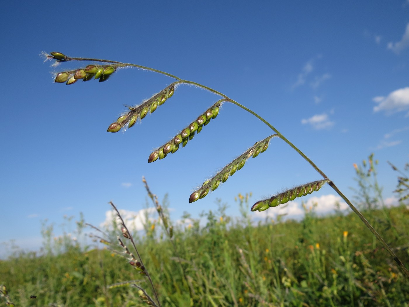 Изображение особи Eriochloa villosa.