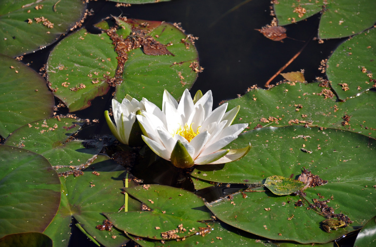 Image of Nymphaea candida specimen.