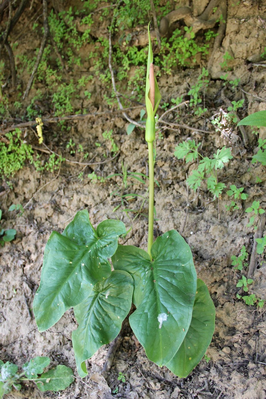 Изображение особи Arum korolkowii.