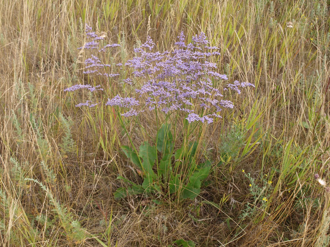 Изображение особи Limonium gmelinii.