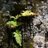 Polypodium vulgare