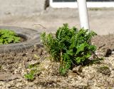 genus Polemonium. Растение в начале вегетации. Пермь, Свердловский р-н, в озеленении двора. 17 апреля 2021 г.
