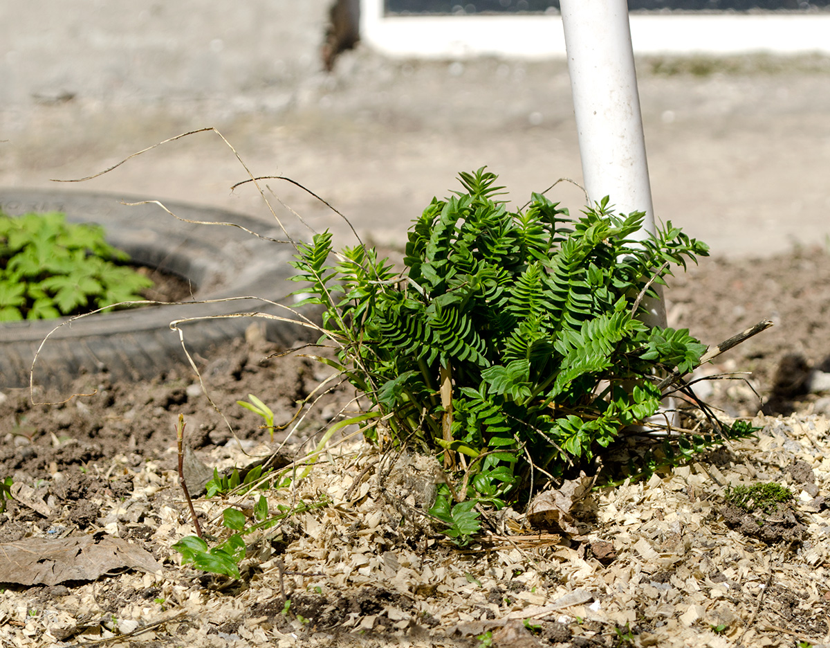 Изображение особи род Polemonium.