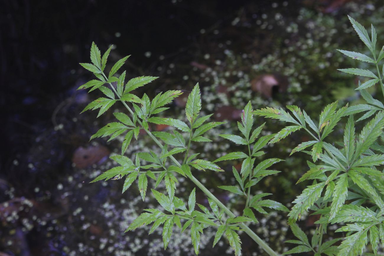 Image of Cicuta virosa specimen.