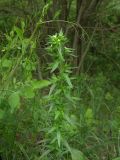 Lithospermum officinale